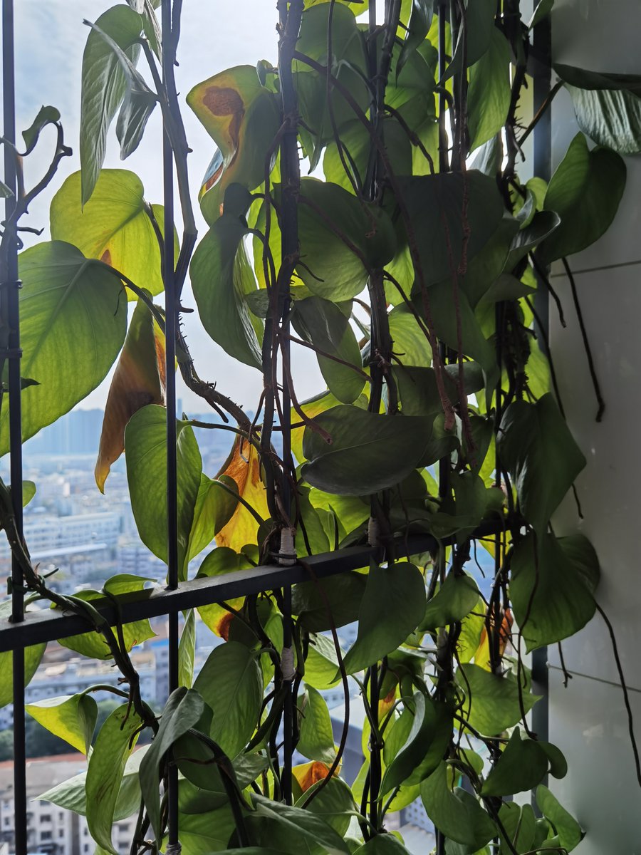 nilubhanja's tweet photo. Quick plant care tip: Water your pothos when the top 2 inches of soil feel dry—no overwatering! Your trailing green buddy will thrive. https://t.co/Up5OWiluuz