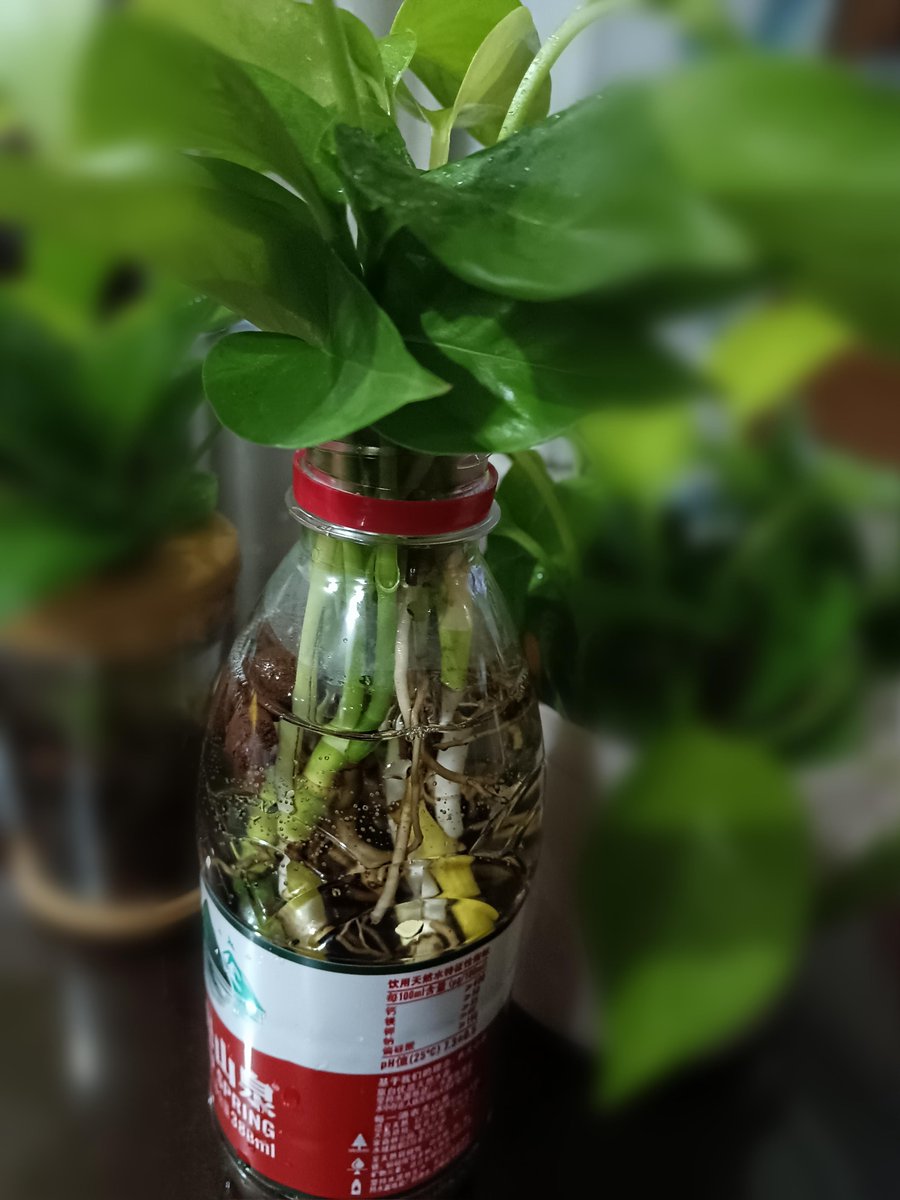 PrasadsahuG's tweet photo. [Turn an old mason jar into a stylish herb planter! Drill holes in the lid, add soil and your favorite herb—perfect for small kitchen spaces. #DIYHome #Upcycle]， https://t.co/4ODCoUhv5C