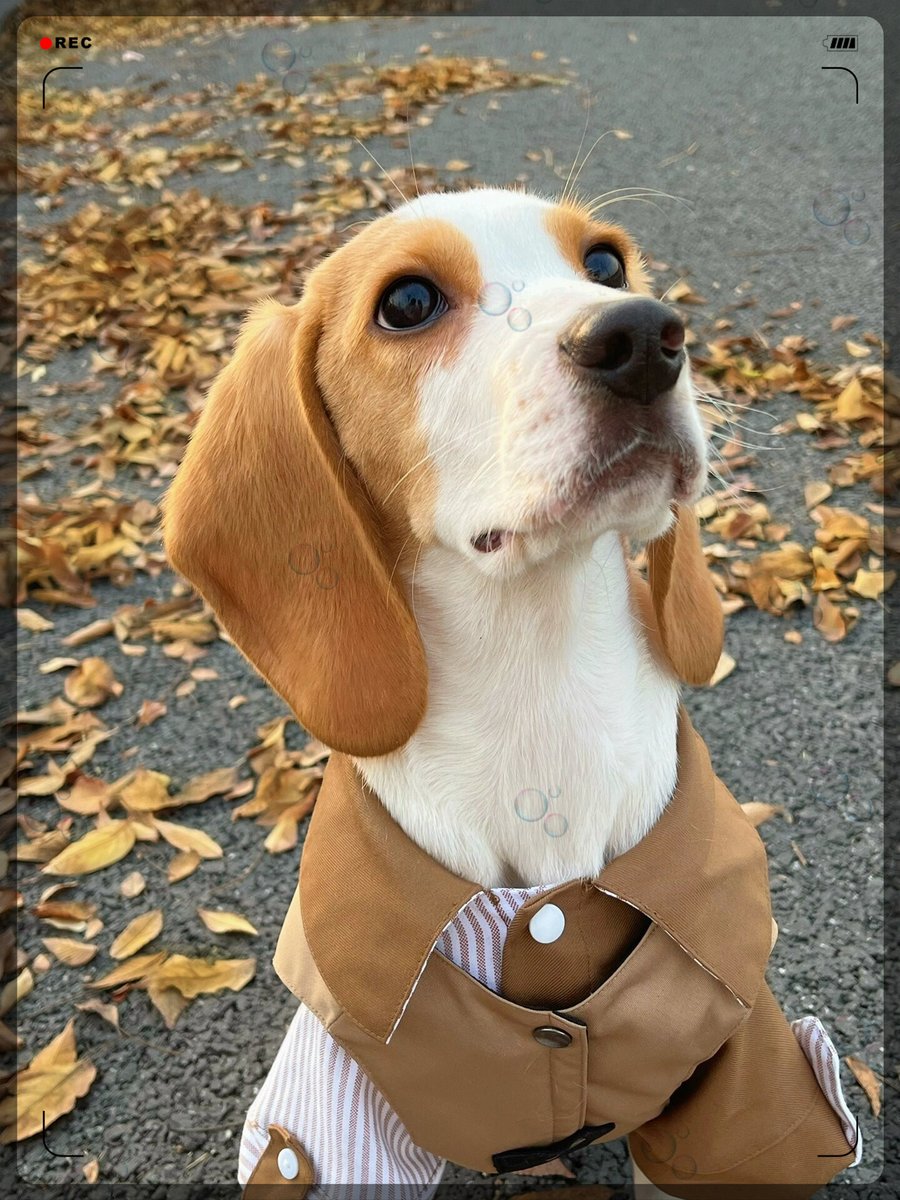 Baaaaara2's tweet photo. My fluffy pup just nailed their first trick — sit! Watching them grow from a tiny wiggler to a clever little buddy warms my whole heart , https://t.co/icUsIwGybw