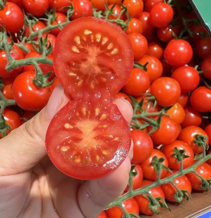 NeimaHamaji's tweet photo. Just tried the new organic cherry tomatoes from Local Harvest—bursting with sweet, juicy flavor zero bland aftertaste. Game-changer for summer salads! https://t.co/Y6imzwrunG