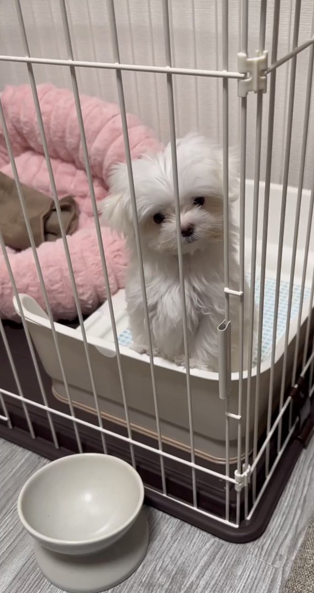 cebz1h's tweet photo. おばあちゃんちから1週間ぶりに家帰ったらわんちゃんが居ました。 https://t.co/i5aZEdpxHp