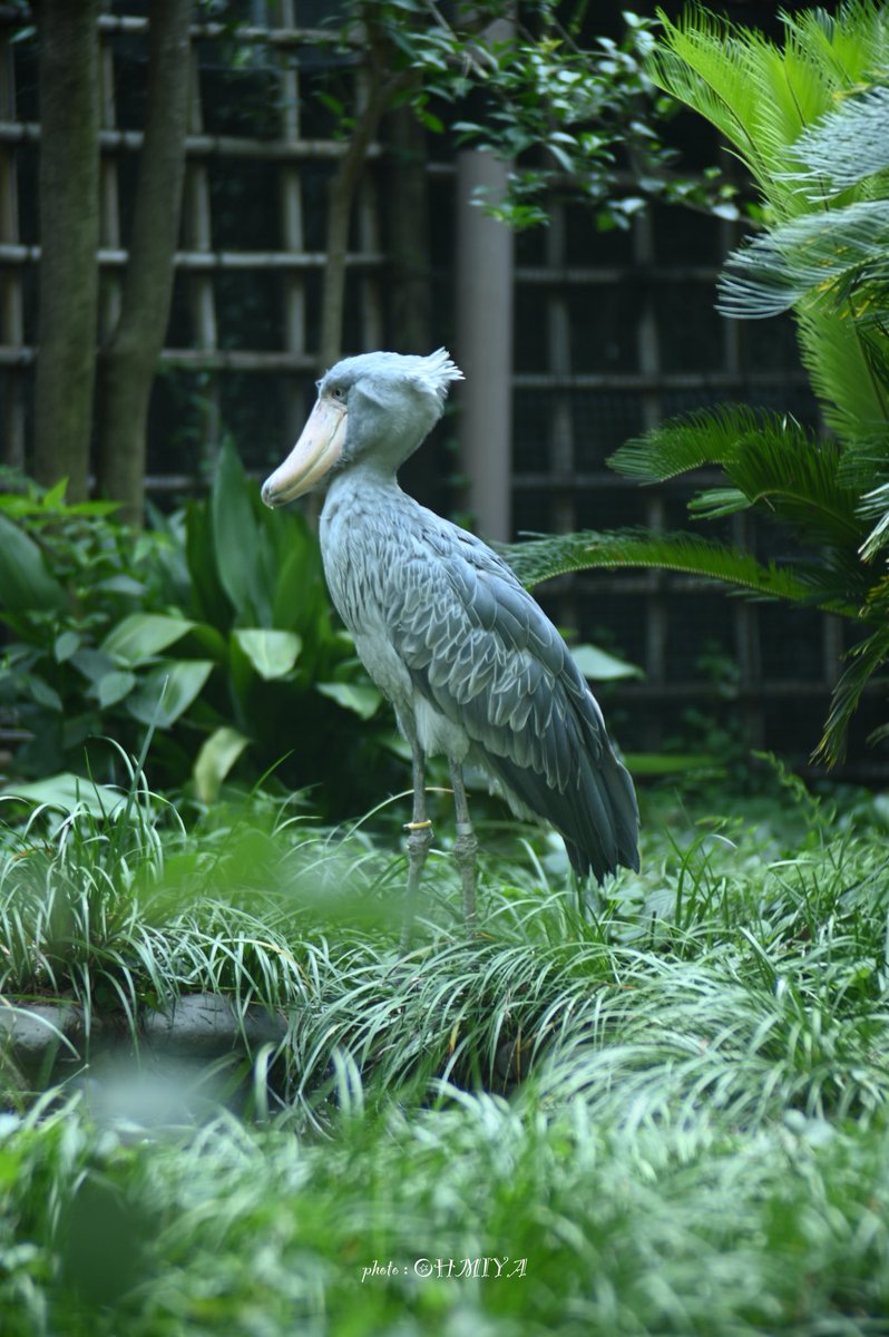 お疲れ様でした 🍀✨ ハシビロコウ 初めて見ました👀 Nikon Z6Ⅱ