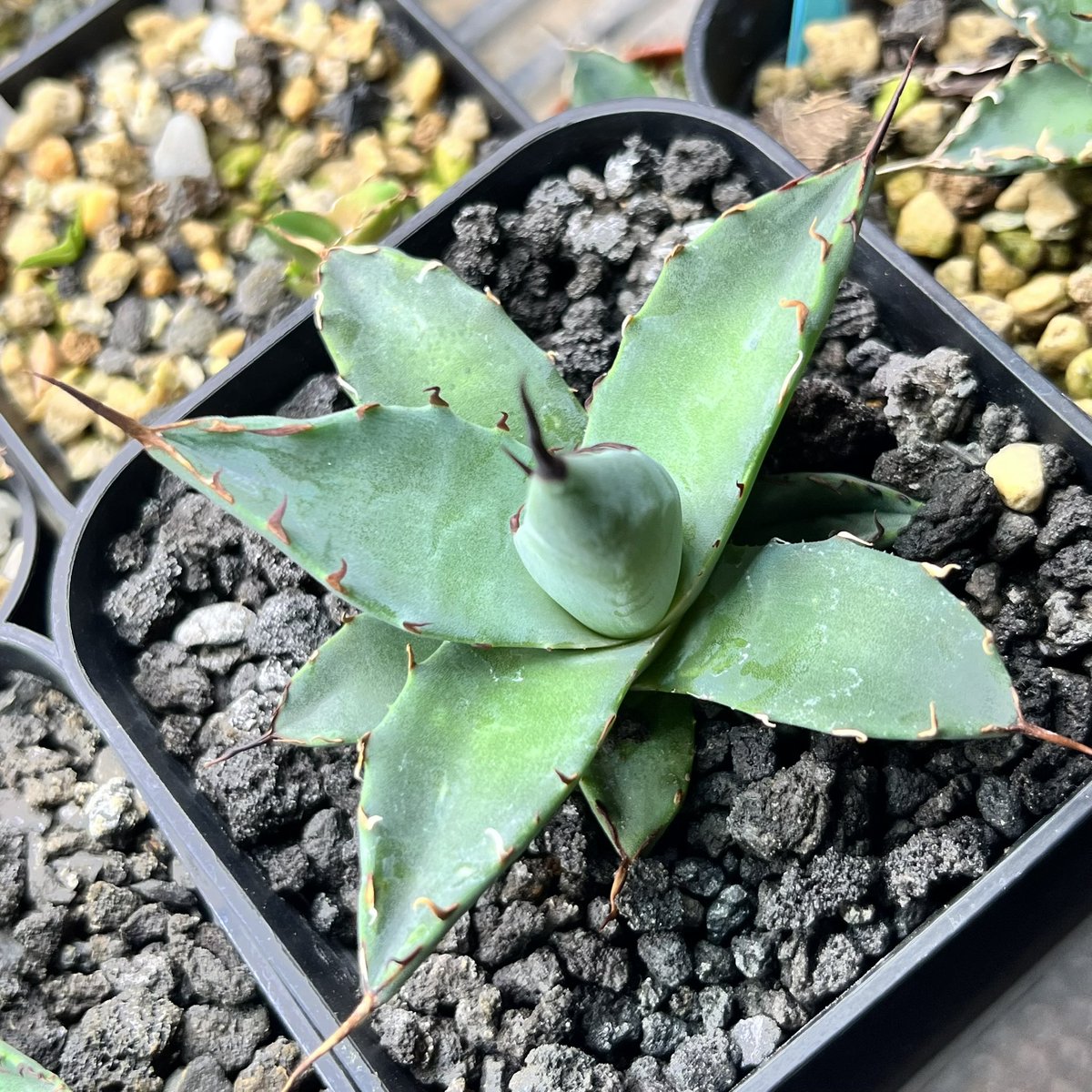 nattougohan33's tweet photo. 26.8.16 agave hybrid "妖炎(ﾈﾊﾞﾃﾞﾝｼｽ)×BB" https://t.co/iqAYuDRqRF