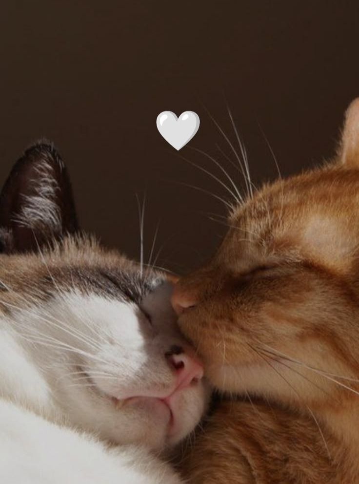 catsworldaura's tweet photo. https://t.co/9jZ6lHssNK