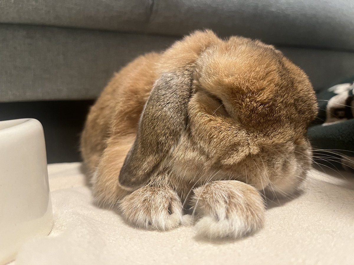 tantapoo_may23's tweet photo. ｽﾔｧ、、💤 https://t.co/tn5MLlcAk3