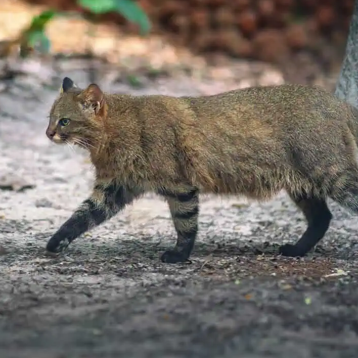 AMAZlNGNATURE's tweet photo. Chile’s colocolo cat is rarely seen in the wild

Camera traps are giving scientists a better look at this secretive South American predator https://t.co/SwnGvWOCWI