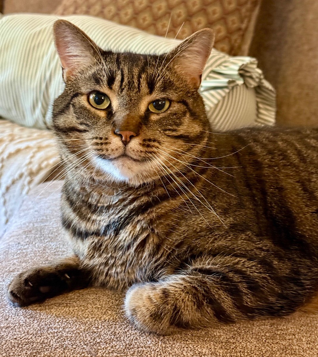 MissyBBBobtail's tweet photo. CAT RECALL NOTICE

AFFECTED MODEL: ALL DOMESTIC CATS

KNOWN ISSUES
• Sprints thru house at 3:00 AM
• Rejects food requested 10 sec. ago
• Sits on the exact thing you need
• Hears treat bag thru 3 closed doors

RECOMMENDED ACTION
Open new can. Apologize. Lower expectations. https://t.co/BIXql2MDx4