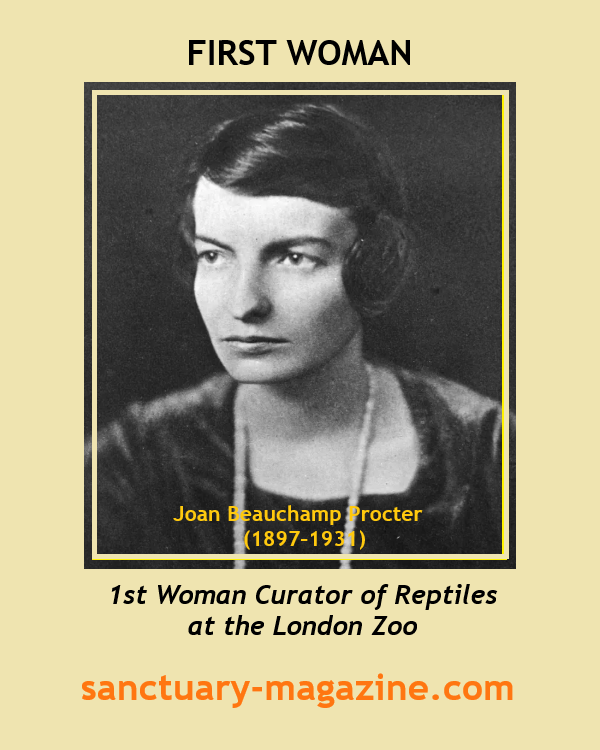 Sanctuary2016's tweet photo. FIRST WOMAN: Joan Beauchamp Procter (1897–1931) was a zoologist &amp; herpetologist (scientist who studies reptiles &amp; amphibians). https://t.co/51cz3y8Kl6
#WheresYourSanctuary #empoweringwomen #inspiration #celebratingwomen #trailblazer #amazingwoman #firstwoman #reptiles #zoologist https://t.co/gC6sV3nmEZ