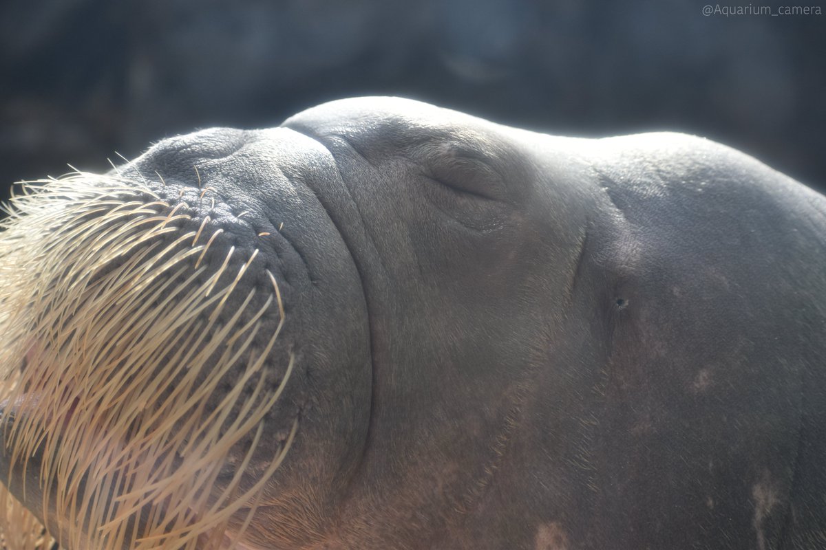 Aquarium_camera's tweet photo. 久々にクウちゃんの夢をみた https://t.co/wtOjH66gAq