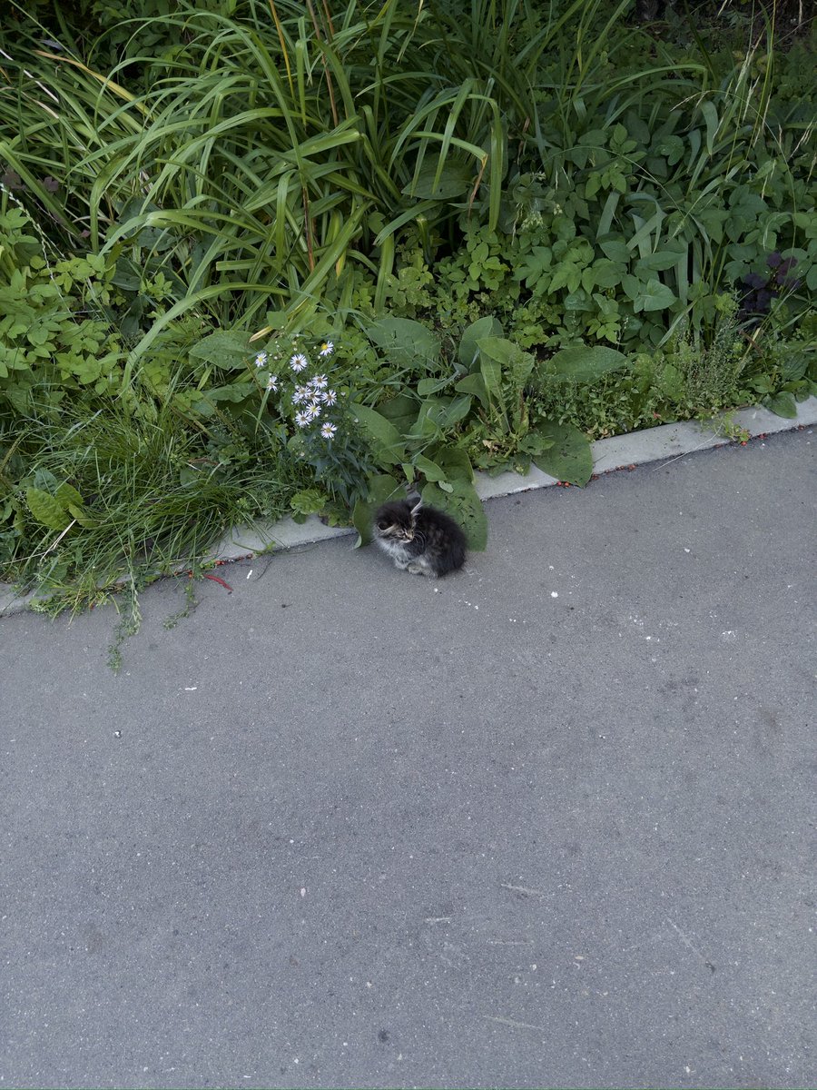 drepmegraskt's tweet photo. Такая маленьковость народилась у соседнего подъезда. Всех почти сразу разобрали. https://t.co/cpRgHAQDTu