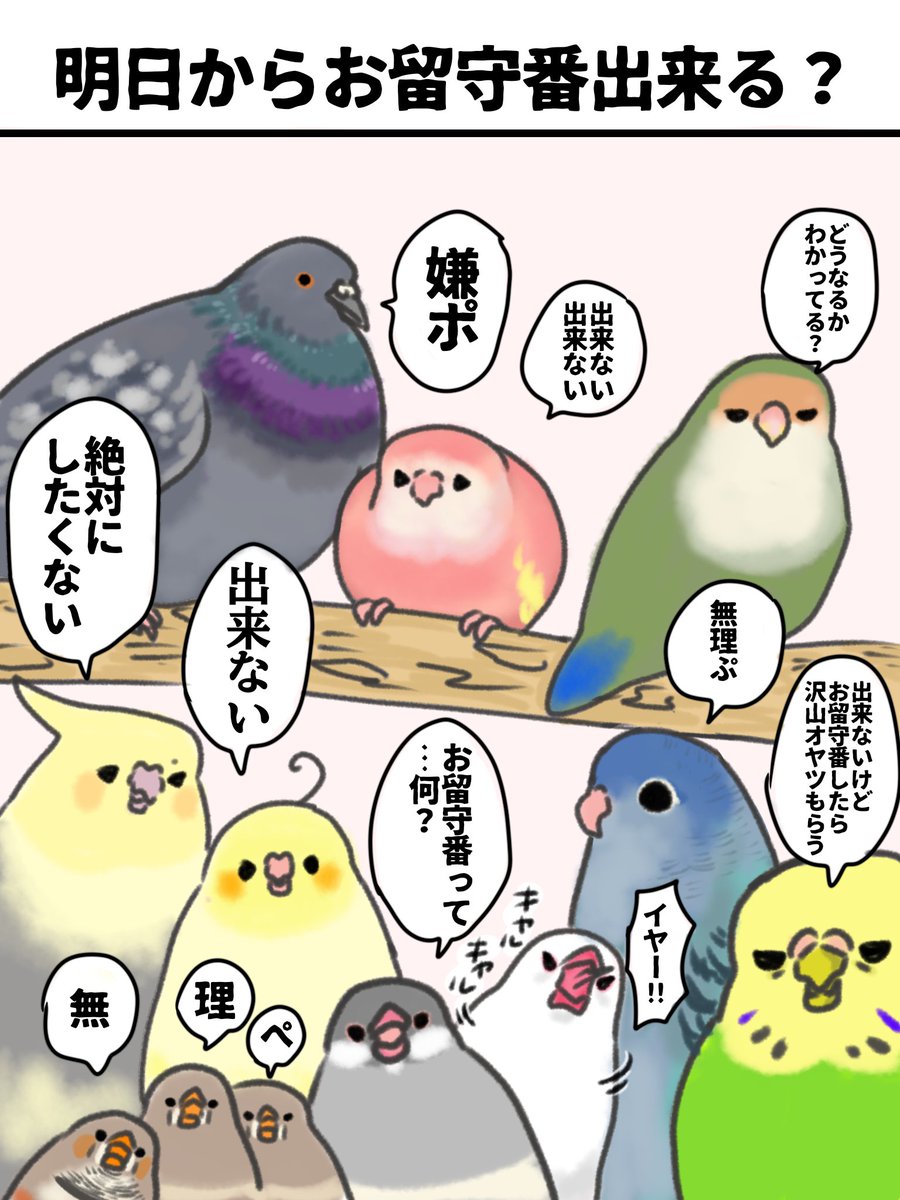 tarotamatensu's tweet photo. 明日からお留守番頑張る子達💪
#鳥好きさんと繋がりたい https://t.co/rYTX67fbha