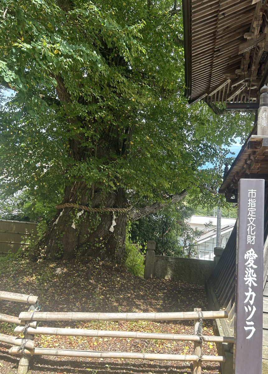 mami_oy2's tweet photo. 宿泊日は語りに語り尽くし、
お隣りのお部屋から壁を叩く
ご注意を頂き反省😓

朝食の卵料理は、温泉玉子、
だし巻き卵、オムレツの3種からの選択で私はオムレツを頂きましたがふわふわ💕

お宿を後にして、北向観音、常楽寺に参拝。
愛染かつらの由来を拝見して
ちょっとした観光を。 https://t.co/jKLWKj1PWp