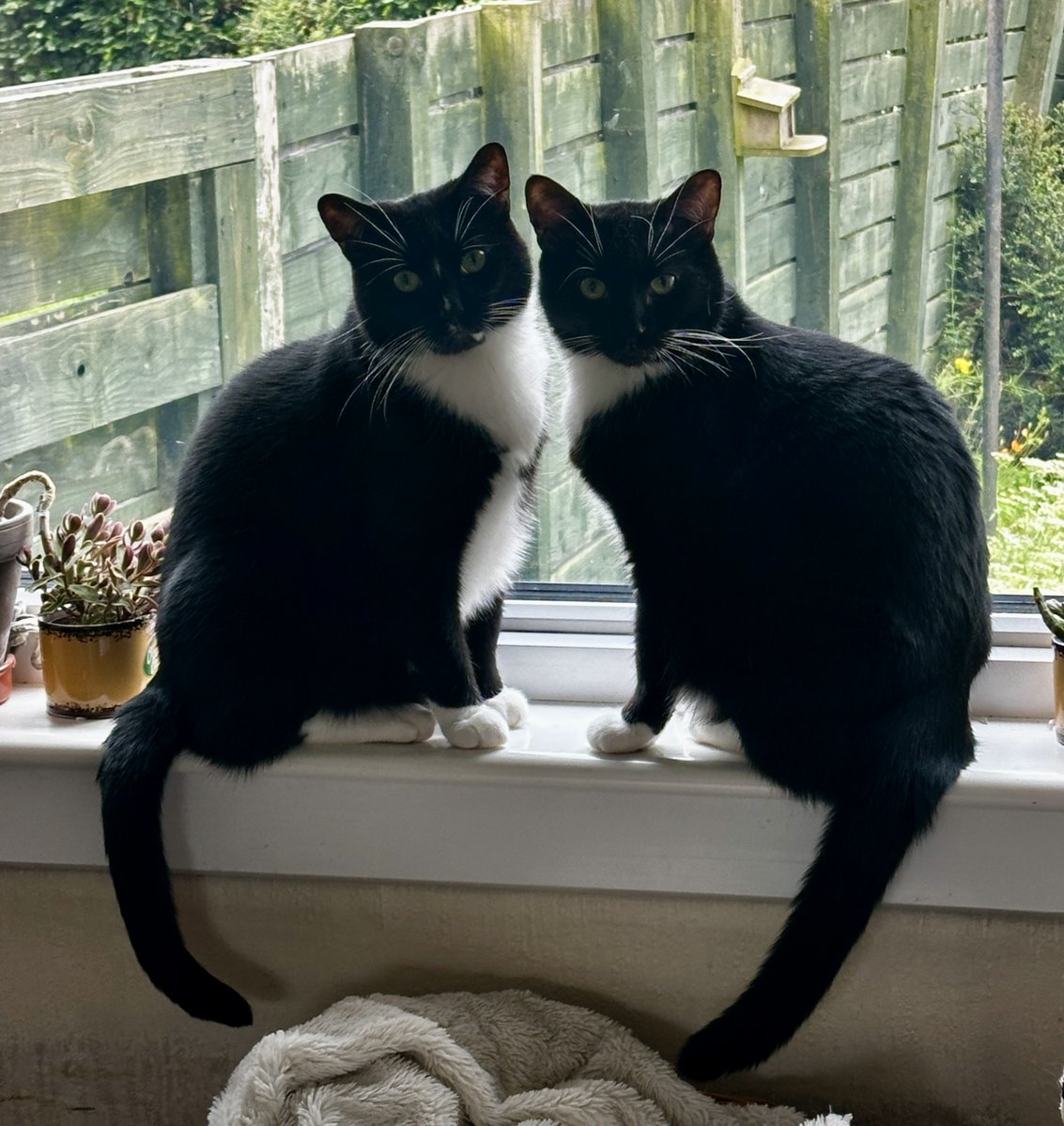 H2RScotland's tweet photo. Soba and Kimchi are both 6.5 year old domestic short haired cats. They are looking for a new home together.
Soba and Kimchi would like a home with no other pets as this is what they have been use too.
They are okay with older children who have an understanding of animals.
Both Soba and Kimchi are neutered and chipped They are healthy with no medical problems.
They eat Naturo brand cat food and enjoy natural treats.
Both can be left alone but really enjoy human company.
They sleep in different places depending on how they feel.
Soba and Kimchi are house cats but do love access to the outdoors, away from busy roads would be the best thing for them.
They love toys and travel in a crate together as they don't like to be in separate carries.
They are registered at the vets and are up to date with their vaccinations.
Soba and Kimchi are very intelligent, active and playful and full of personality.
They are also very loving and love a good cuddle.
Soba is more of the dominant cat and Kimchi more timid. They love to have lots of cat scratchers around to tend to their claws and to play before they eat.
They are both brothers and have never been apart.
For more information or to offer a new home please email info@help2rehome.com