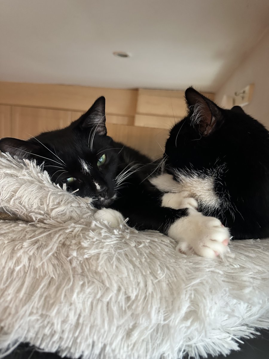 H2RScotland's tweet photo. Soba and Kimchi are both 6.5 year old domestic short haired cats. They are looking for a new home together.
Soba and Kimchi would like a home with no other pets as this is what they have been use too.
They are okay with older children who have an understanding of animals.
Both Soba and Kimchi are neutered and chipped They are healthy with no medical problems.
They eat Naturo brand cat food and enjoy natural treats.
Both can be left alone but really enjoy human company.
They sleep in different places depending on how they feel.
Soba and Kimchi are house cats but do love access to the outdoors, away from busy roads would be the best thing for them.
They love toys and travel in a crate together as they don't like to be in separate carries.
They are registered at the vets and are up to date with their vaccinations.
Soba and Kimchi are very intelligent, active and playful and full of personality.
They are also very loving and love a good cuddle.
Soba is more of the dominant cat and Kimchi more timid. They love to have lots of cat scratchers around to tend to their claws and to play before they eat.
They are both brothers and have never been apart.
For more information or to offer a new home please email info@help2rehome.com