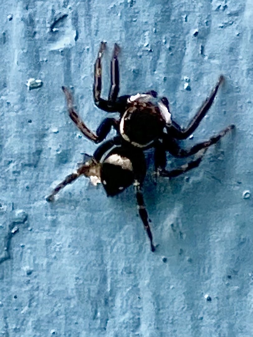MisaelR69197997's tweet photo. Salticidae, Íd sp?! https://t.co/1fFOOzB7Pd