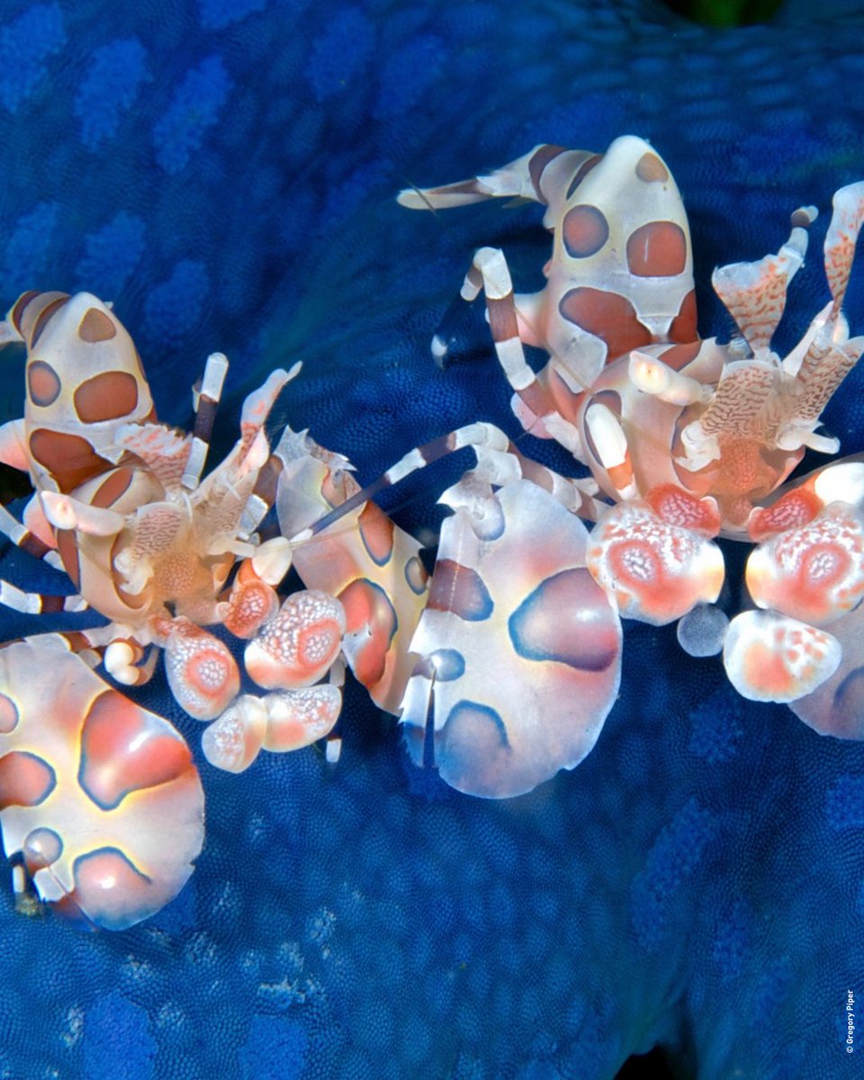 UNOceanDecade's tweet photo. #SundaySpecies: Say hello to the Harlequin Shrimp! 🦐
In the coral reefs of the tropical Pacific and Indian Oceans, these 5 cm-long spotted shrimps live in pairs.
📷: Gregory Piper via Ocean Image Bank, an #OceanDecade Contribution https://t.co/pFFMThtITU
