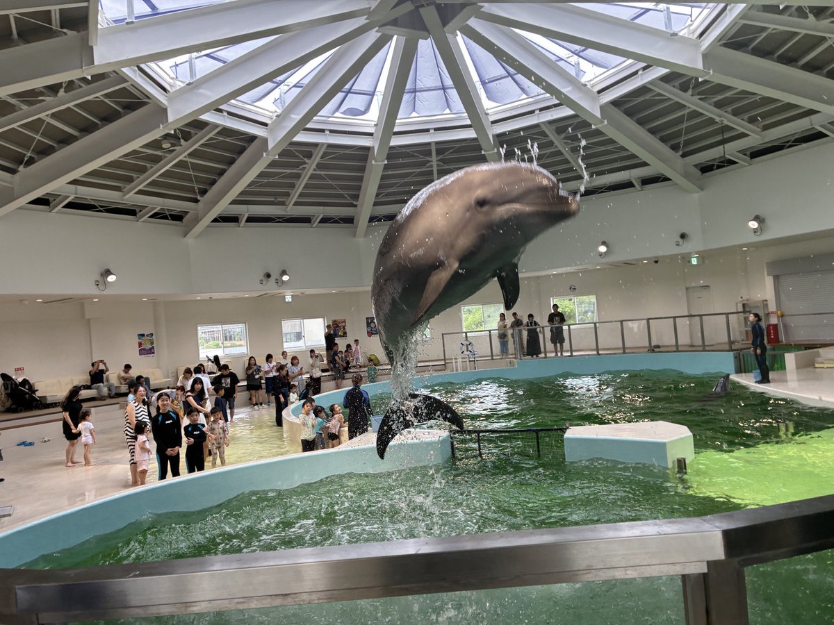 BelugaOrca8585's tweet photo. 念願のノアドルフィン⋆⸜🐬⸝⋆
クレーンゲームにまさかのイロワケおったしテンションあがった🙌
この近さでジャンプとか諸々見れるのスゴすぎる！
受付のところにちまこさんの作品置いてあったな笑 https://t.co/KM7OEAKAGp