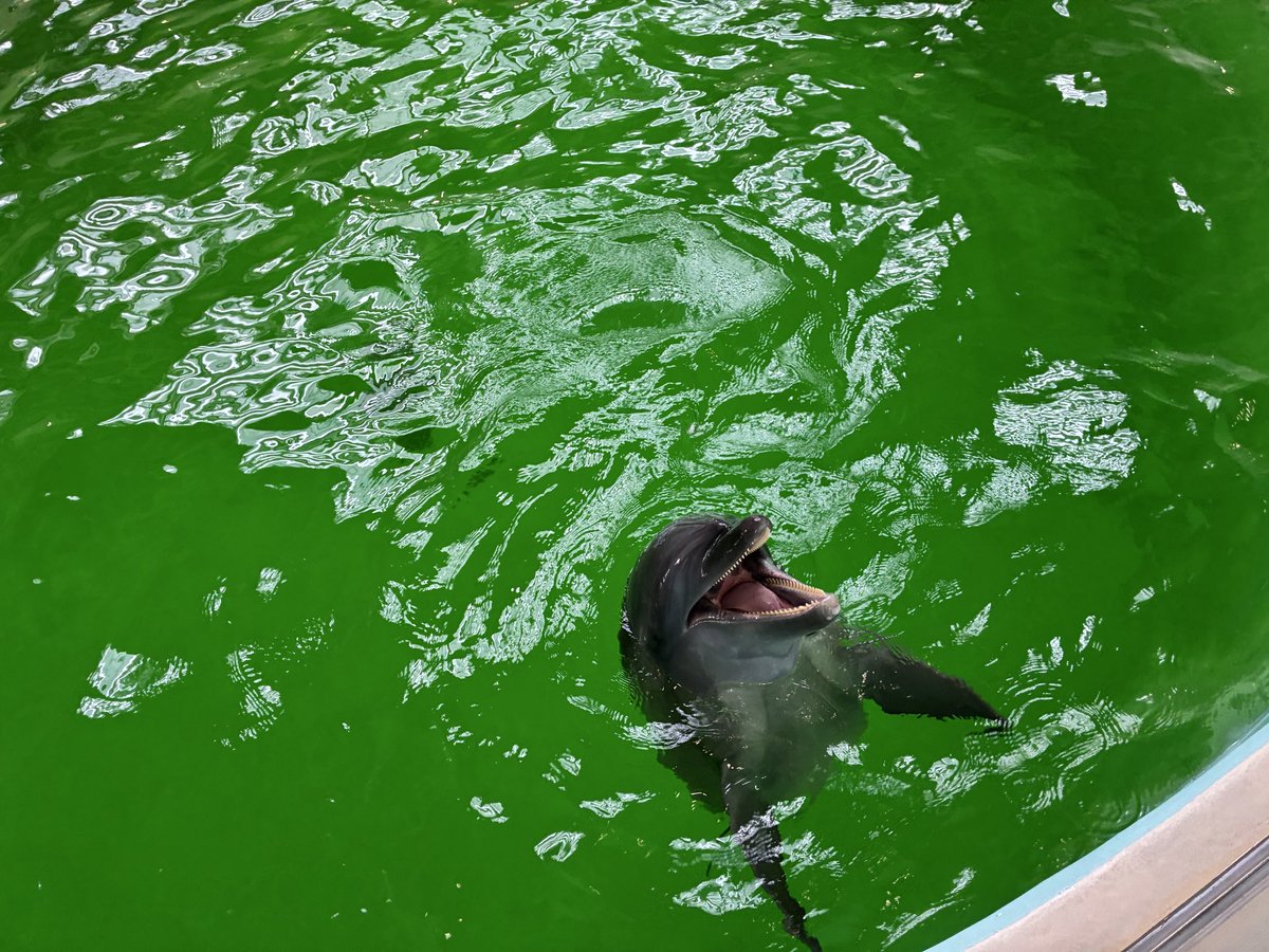 BelugaOrca8585's tweet photo. 念願のノアドルフィン⋆⸜🐬⸝⋆
クレーンゲームにまさかのイロワケおったしテンションあがった🙌
この近さでジャンプとか諸々見れるのスゴすぎる！
受付のところにちまこさんの作品置いてあったな笑 https://t.co/KM7OEAKAGp