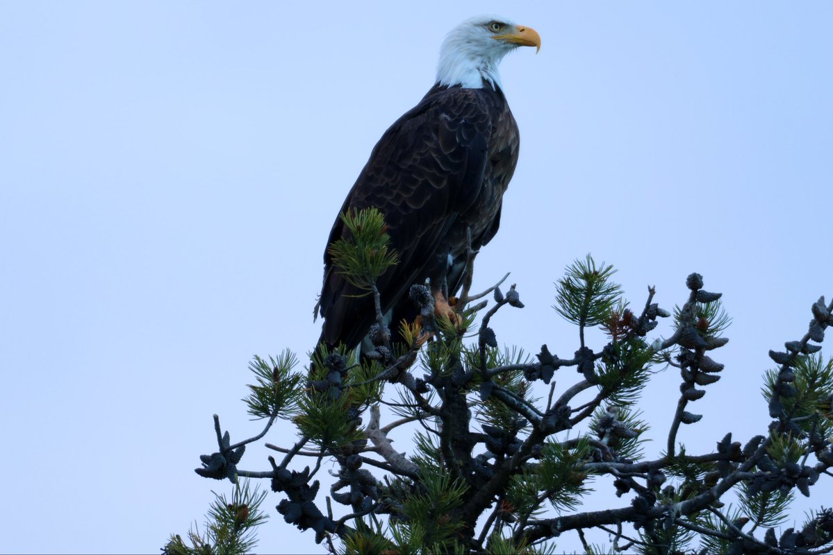 bysarmadian's tweet photo. Bald Eagle @Canada #Birders https://t.co/7fFu4VYUWK