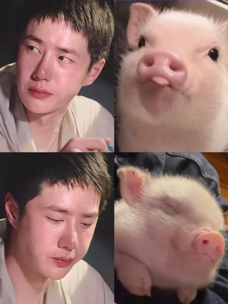 zaiinzam's tweet photo. ขาวๆชมพูๆเหมือนกันขนาดนี้ แล้วใครจะแยกออก ไหนหมูไหนมู๋ >< 🐽 https://t.co/NL7zqHhP5V