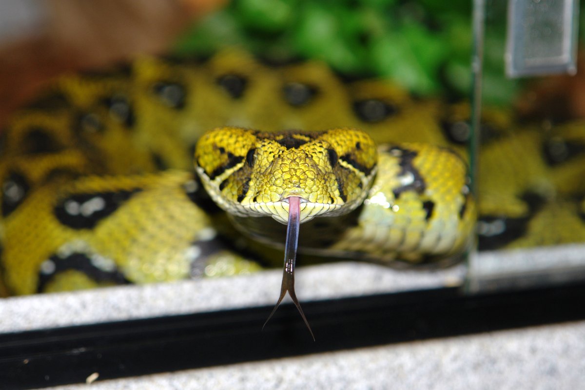 RealViperkeeper's tweet photo. Ethiopian Mountain Viper (Bitis parviocula) Very rare in collections till about 2010, now captive bred and more common. https://t.co/WXiO2daVOr