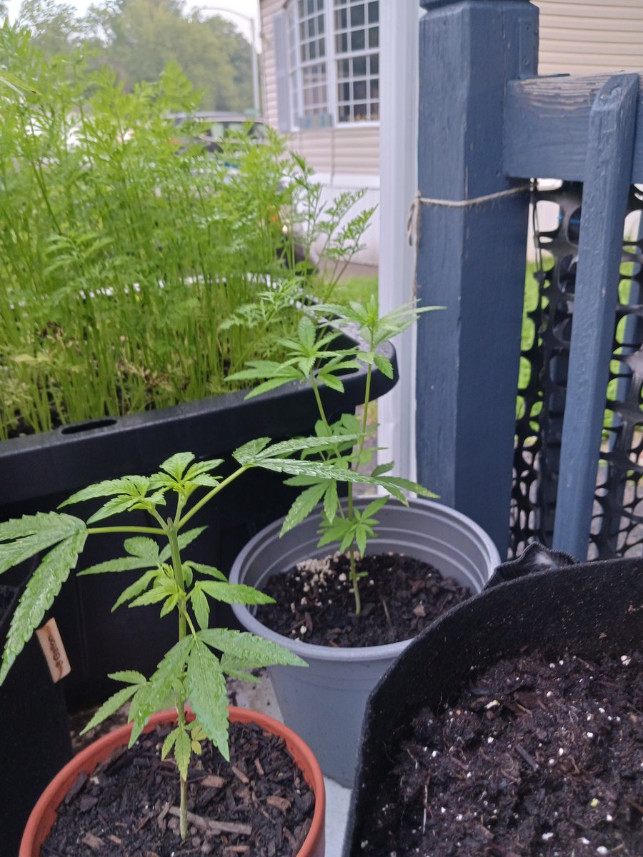HomeGrowLiberty's tweet photo. Good Morning and Happy Sunday!

Here's a little weed for your feed on this beautiful day. The regrown Hoku auto has some thick pistils. I'm for sure going to up pot two Bloodle from seed today and I recently moved the clone to recycled soil that I grew onions in.
@Ericcannavet https://t.co/pPZQrjfTvC