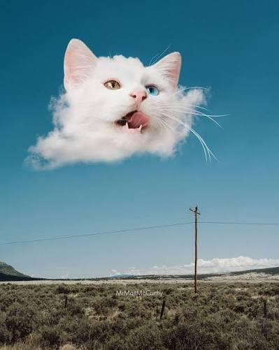 VST2203's tweet photo. @RespectfulMemes Gas Cat https://t.co/N5Dt5XVWSb