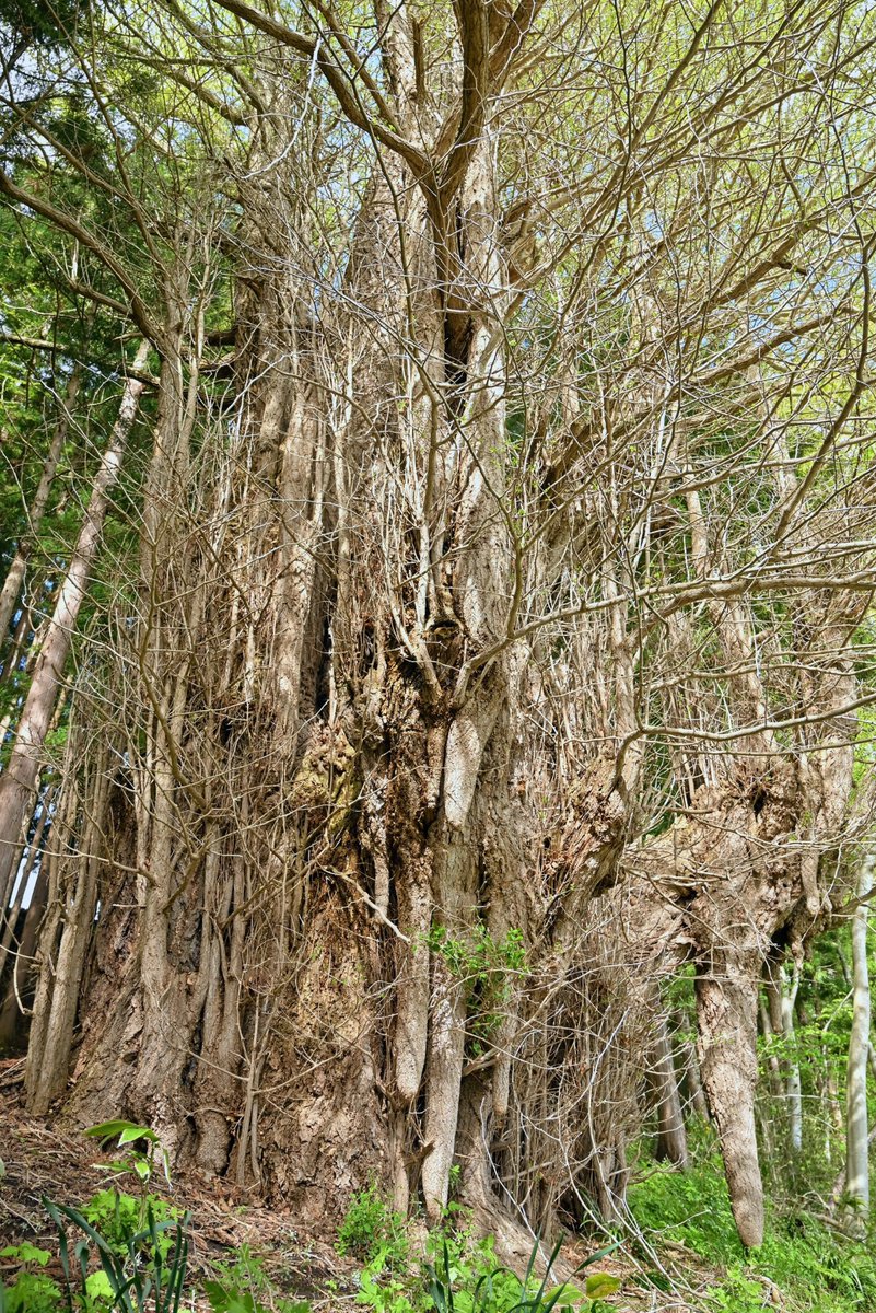 kyobokist's tweet photo. 天神様のいちょう
□青森県五戸町倉石又重
□幹周11.8m
□町指定天然記念物
撮影2026/5/4
杉林の中に立つイチョウ。ヒコバエの量が凄まじい。葉が出そろ頃には、幹はほとんど見えなくなってしまうだろう。
12m近い幹周があり、アクセスもそれほど難しくない巨木ながら、知名度はあまり高くない。 https://t.co/NmaCt7qiUJ