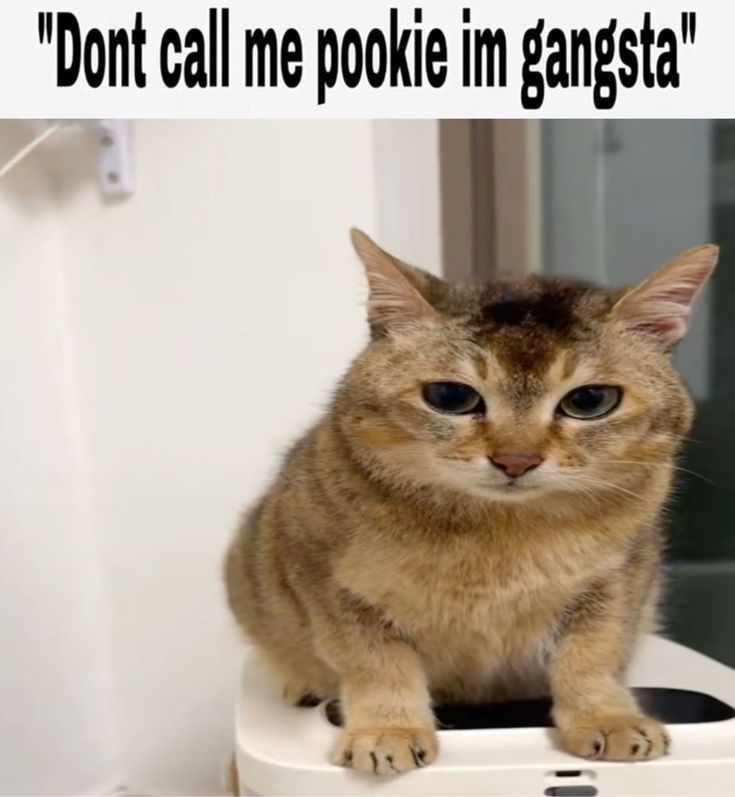 CatPosted's tweet photo. https://t.co/cIdL0HKMEj