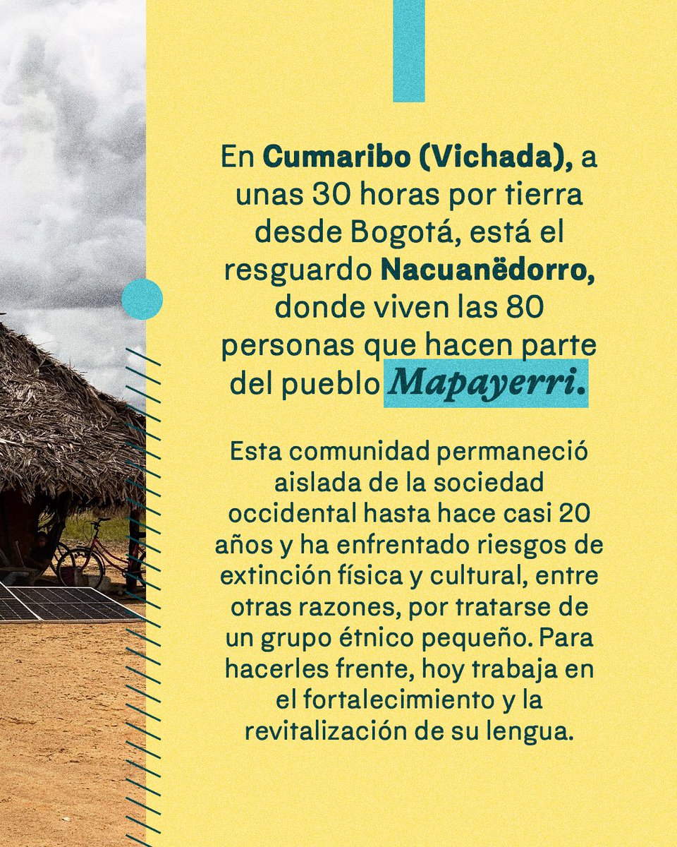 CaroyCuervo's tweet photo. 🛖 En el resguardo Nacuanëdorro, en Cumaribo (Vichada), sabedores del pueblo Mapayerri buscan registrar sus cantos y relatos para preservar su lengua, hablada por 80 personas. Desliza para conocer parte de su historia y las iniciativas que están poniendo en marcha para mantener viva su memoria. 

📹 Desde este año, la lengua mapayerri hace parte del Programa de Documentación de Lenguas Nativas del Instituto Caro y Cuervo, que busca acompañar a las comunidades desde lo técnico y lo teórico para que registren, de manera audiovisual, las prácticas asociadas al uso de sus idiomas. El programa comprende la documentación de otras 14 lenguas indígenas: inga, kamëntŝá, cacua, nukak, miraña, tatuyo, barasano, dʉmʉna, nasa yuwe, namui wam, murui, wayuunaiki y kankuamo.