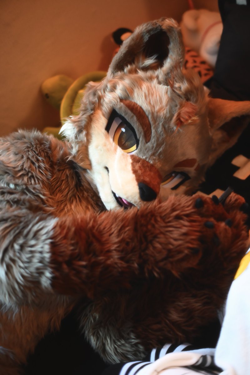 Erie_on_coyote's tweet photo. 잠이 안 와💦💦
#fursuiteveryday https://t.co/EAC3uxim5c