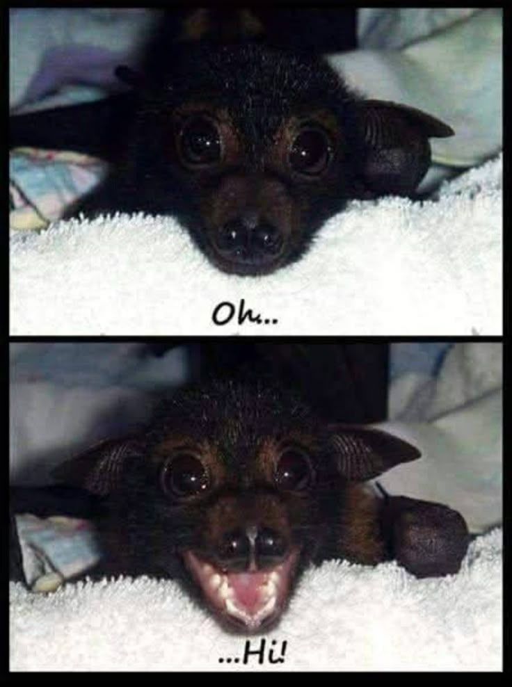 batincrisis's tweet photo. Oh..... Hiii!!!🦇 https://t.co/mPOj5Lq0Zj