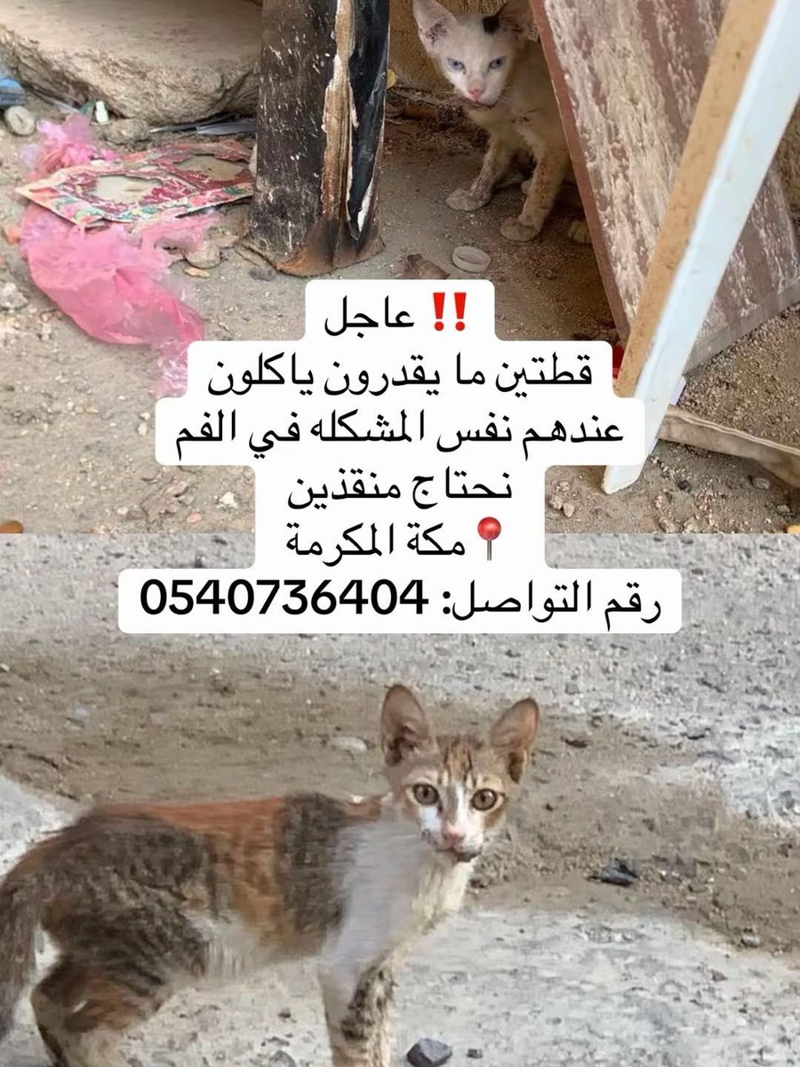 AhlamRefae46875's tweet photo. نداء عاجل لأهل الرحمة – مكة المكرمة 🚨

قطّتان صغيرتان في حالة مؤلمة جدًا 💔
لا تستطيعان الأكل، وكلتاهما تعانيان من المشكلة نفسها في الفم.
أجسادهما هزيلة، والخوف والتعب واضحان عليهما، وهما بحاجة إلى منقذ يتكفل بنقلهما إلى عيادة بيطرية وفحصهما وعلاجهما بشكل عاجل.

هما لا تستطيعان طلب النجدة ولا التعبير عن أوجاعهما…
وكل ما تملكانه الآن هو أن تقع صورهما أمام قلب رحيم لا يستطيع أن يراهما ويتجاوزهما. 🥺🐾

يا أهل مكة، لعل أحدكم يكون سببًا في إنقاذهم
حتى المشاركة قد توصل النداء إلى الشخص الذي سينقذهما.

📍 الموقع: مكة المكرمة
📞 للتواصل: الرقم الموضح في الصورة

اللهم سخّر لهما من عبادك الرحماء من يأخذهما للعلاج ويعيد إليهما عافيتهما وحياتهما. 🤲🏻

#مكة_المكرمة #مكة #انقذوا_قطط_مكة #إنقاذ_حيوان #رفقاً_بالحيوان #الرحمة #تبني_لا_تشتري #قطط_بحاجة_للعلاج