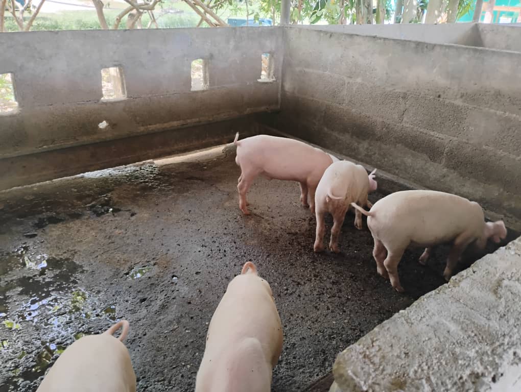 rlicea_mojena's tweet photo. En medio de la compleja situación económica que atraviesa el país, agudizada por el cerco energético, los campesinos pineros, hacen un esfuerzo extraordinario para garantizar la alimentación del pueblo #LaPatriaSeDefiende #IslaDeLaJuventud #SentirPinero https://t.co/GFMPbI7E8n