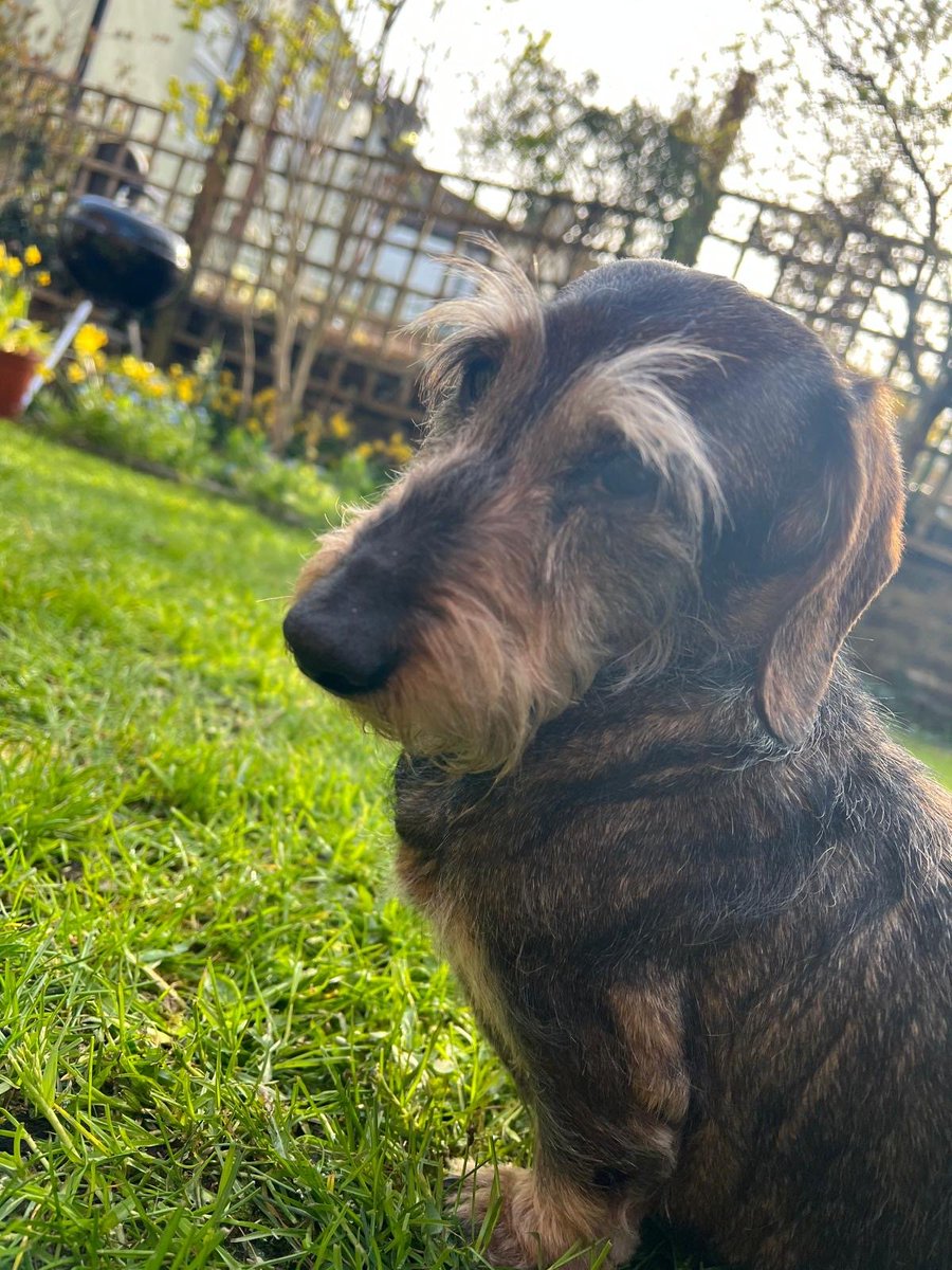 millypod1's tweet photo. 🆘15 AUG 2026 #Lost Phoebe #ScanMe #SausageArmy 
ELDERLY Dachshund: Miniature Female
Old Manor Close #BexhillOnSea #TN40
Bexhill-on-Sea East Sussex
https://t.co/iLzMcdTPtW https://t.co/MyYu819hc4