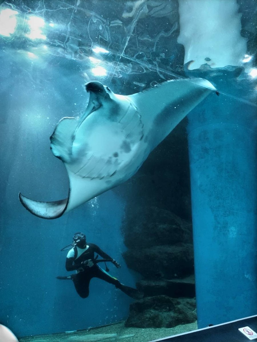 Vt0H4's tweet photo. 母が会社の友達と水族館に行くと言ったのでエイ居たら写真おねすーって言って送られてきた写真これ。
……マ   ン   タ   じ   ゃ   ね   ぇ   か https://t.co/gnKWo2kaRW