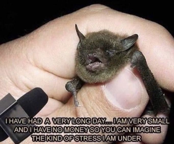 batincrisis's tweet photo. Good night 🙂🦇. https://t.co/FHMh8AajMP