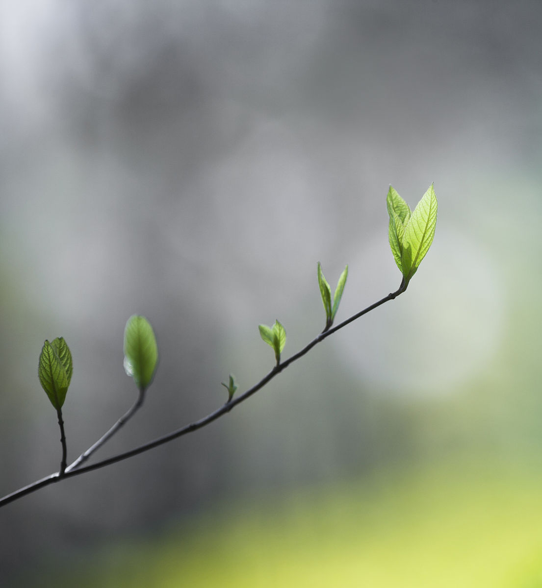 logthaa's tweet photo. Growing means embracing the parts of you that used to feel too small. Now every little step forward feels like a win worth celebrating. https://t.co/9sX5DpZ2KA