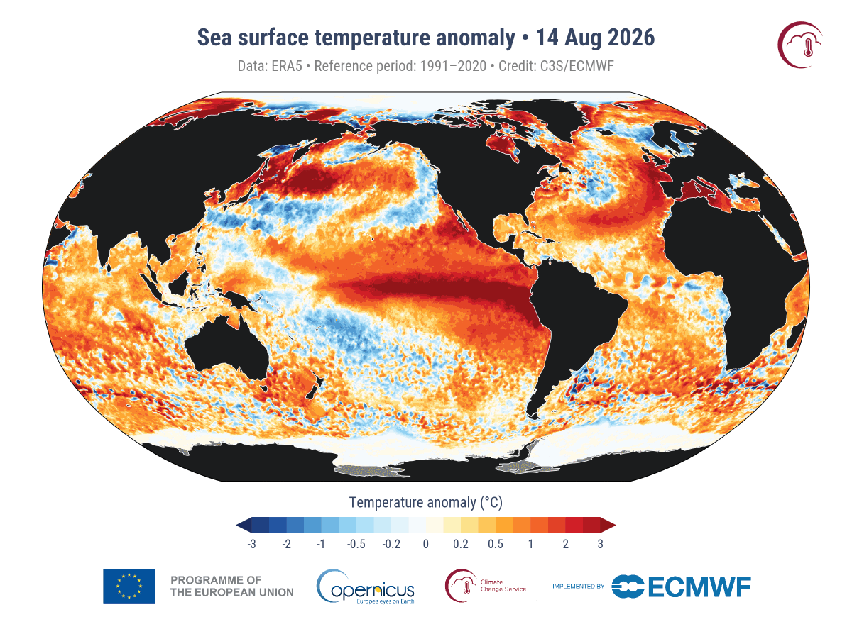 SergeZaka's tweet photo. On enchaîne. Il est maintenant très probable que nous allons vivre l'El-Nino le plus intense depuis le début de son observation sur Terre (et surement depuis des siècles).

Les premiers effets se font sentir avec un décrochage total des températures mondiales. Le mois d'août 2026 pourrait être le mois d'août le plus chaud sur Terre depuis le début des mesures. Nous ne sommes qu'à 0.11°C du record absolu mondial de température et 0.01°C du record absolu de la surface des océans.

La méditerranée enchaîne les records absolus de température avec une canicule marine qui dure depuis des semaines avec jusqu'à +3 à +6°C d'anomalie. Les derniers relevés montrent qu'avec une moyenne de 28.5°C, la surface de la mer Méditerranée vient de battre son record absolu de température. En d'autres termes, la mer Méditerranée n'a jamais été aussi chaude tous mois confondus.

Ce n'est que le début. Nous sommes partis pour 1 an d'incroyables records à l'échelle planétaire.