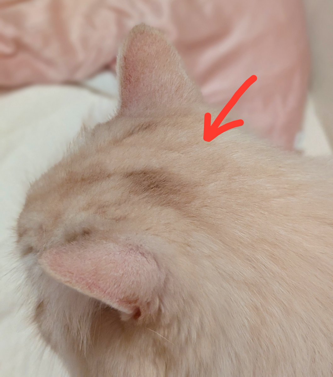 toki3_nyan's tweet photo. ほむらの後頭部の茶色い模様は大人になってから急に焦げだしたものであります。今日も元気にこねています。 https://t.co/nobcnhs8Vd