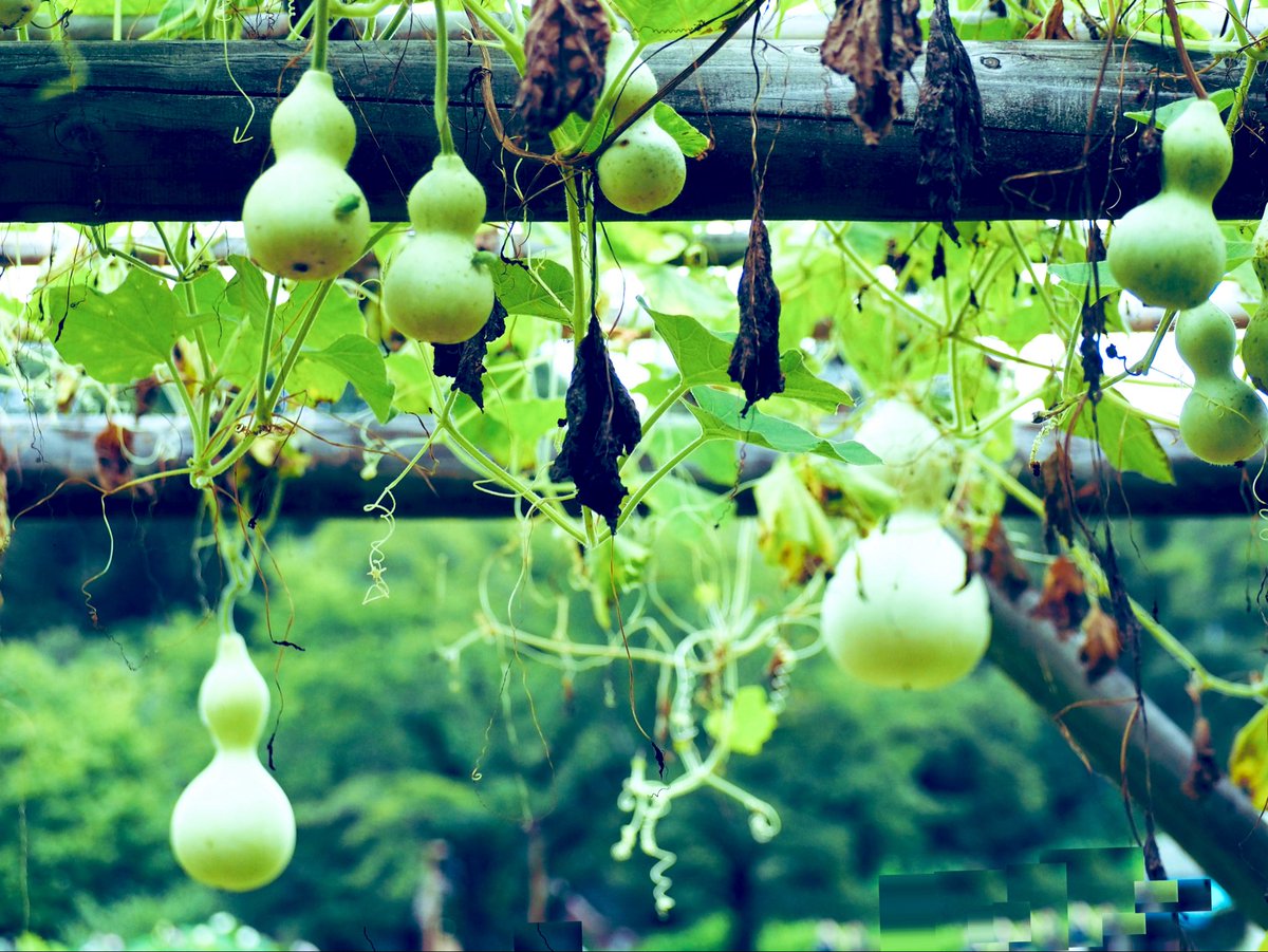 thunderjet4's tweet photo. 神代植物公園。花壇には青い蜂、セイボウが居るそう。いますか？ たまに飛んでますよ、見知らぬひとと会話する夏の終わり https://t.co/ERgls8UyW0