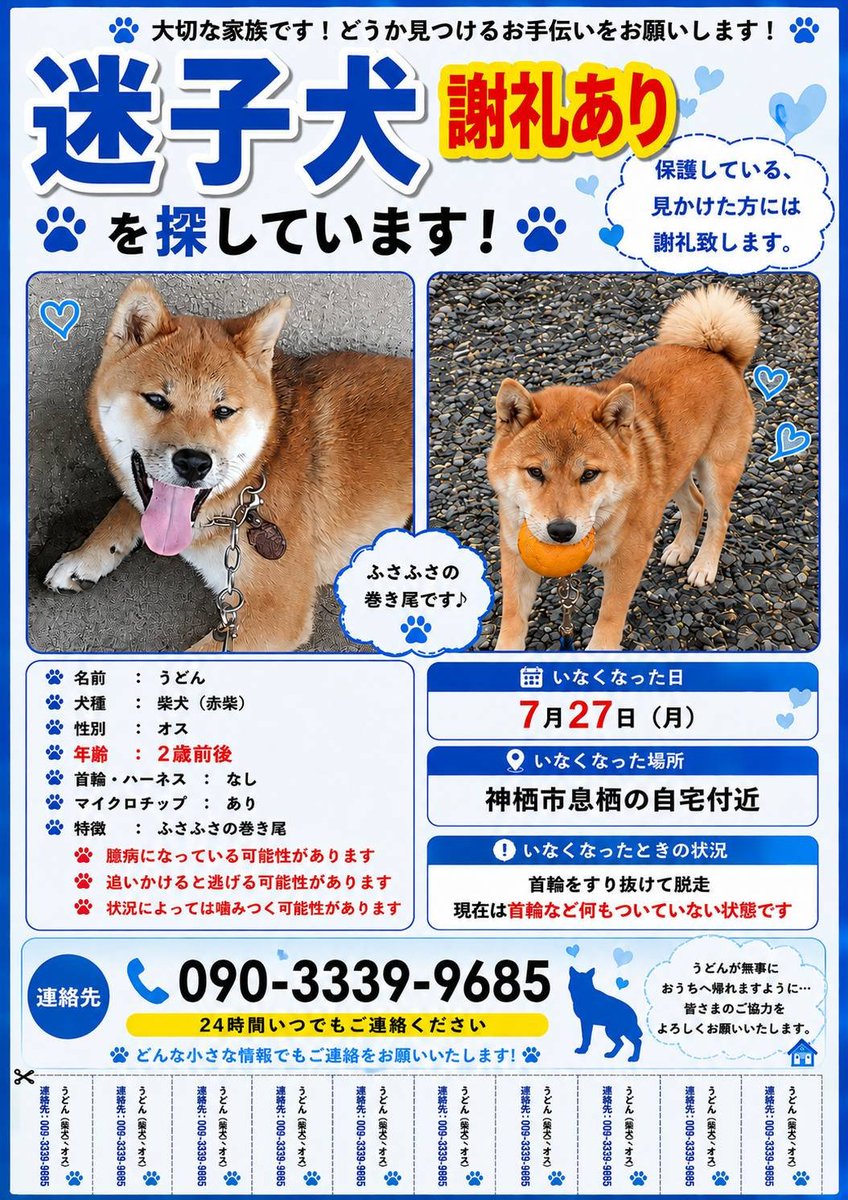 ussii123456's tweet photo. #茨城県神栖市 迷子犬  柴犬  
日数が経ってきています。
見かけた、保護している等
どんな情報でも構いません。
大切な家族です。
皆様のご協力お願いします。 https://t.co/fyZDc73xOR