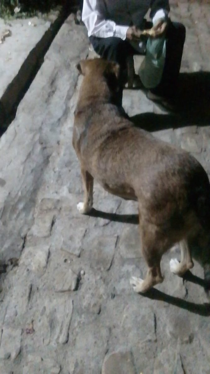 carpenteeilish's tweet photo. oi gente, quem puder e tiver condição, peço AJUDA pra comprar a RAÇÃO dos Gatos e Cachorros q minha mãe Alimenta na Rua há 20 anos

no momento tô desempregada e só com o salário do meu pai fica difícil, Obrigada desde já S2

PIX: (11)95790-1484
PIX: francisco.dgivaldo@hotmail.com https://t.co/I49qVaNGEr