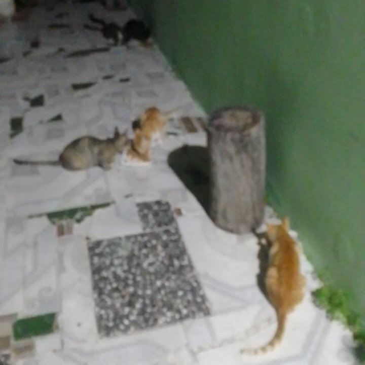 carpenteeilish's tweet photo. oi gente, quem puder e tiver condição, peço AJUDA pra comprar a RAÇÃO dos Gatos e Cachorros q minha mãe Alimenta na Rua há 20 anos

no momento tô desempregada e só com o salário do meu pai fica difícil, Obrigada desde já S2

PIX: (11)95790-1484
PIX: francisco.dgivaldo@hotmail.com https://t.co/I49qVaNGEr