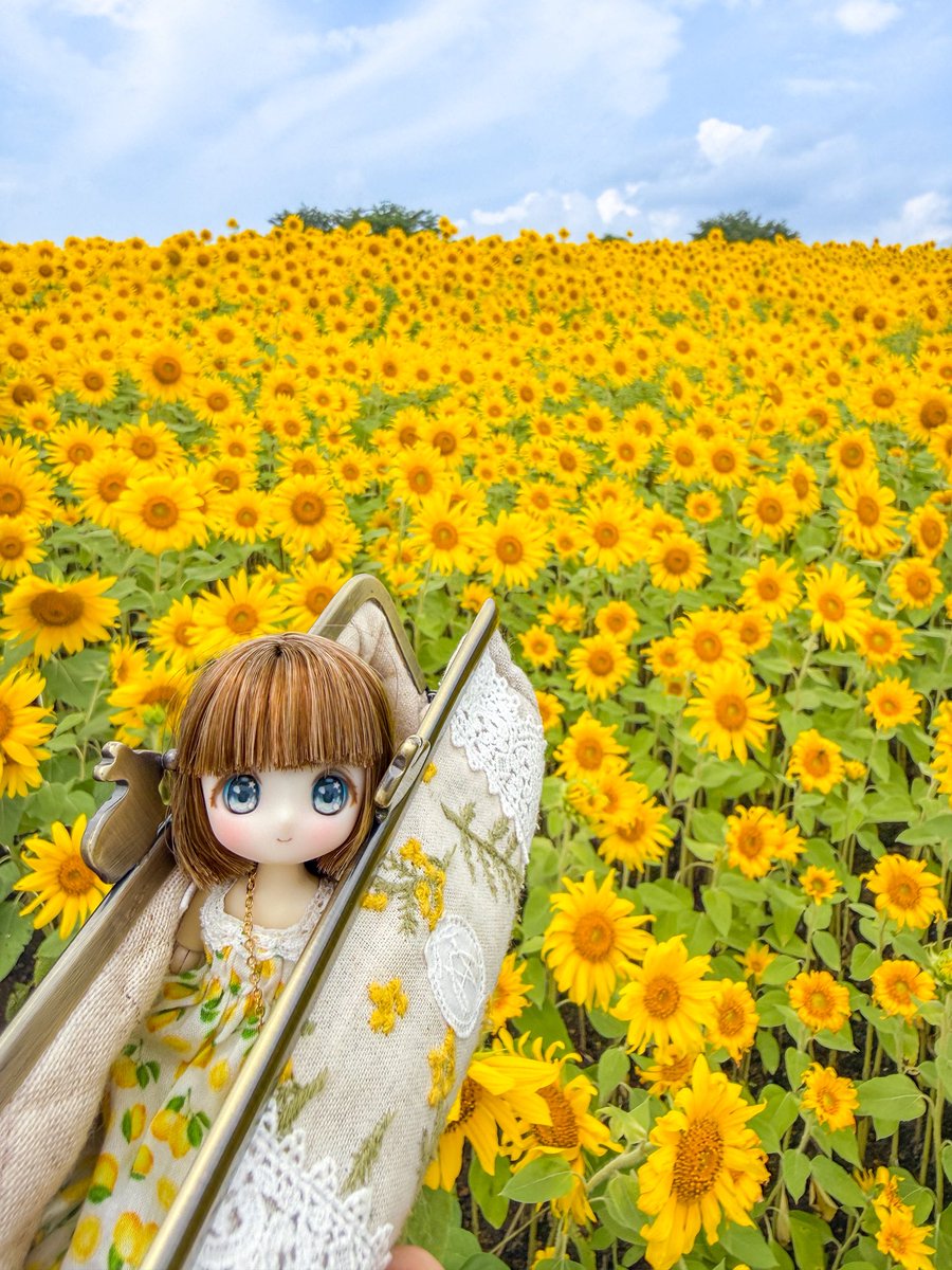 初めて見たひまわり畑は想像以上の美しさでした(ˊo̴̶̷̤