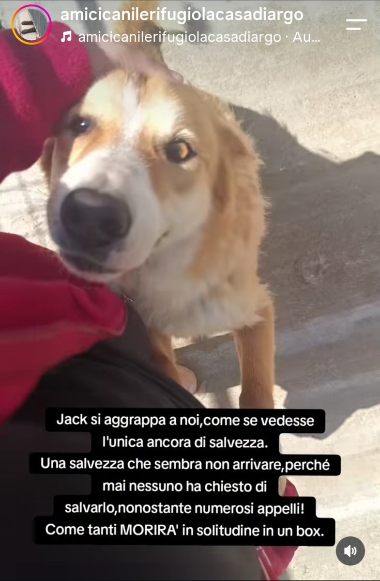 MonicaOrsini8's tweet photo. Jack 5 anni di vita tutti buttati in canile eppure è bello e dolcissimo, si aggrappa alle volontarie, vuole essere portato via da lì. Salviamolo, non facciamolo morire in box 🙏🏻🆘 3289633366 #Calabria #AdoptDontShop #SosCani  #adottauncanedalcanile #canicercacasa #adozionecani https://t.co/Cr65Gikcse