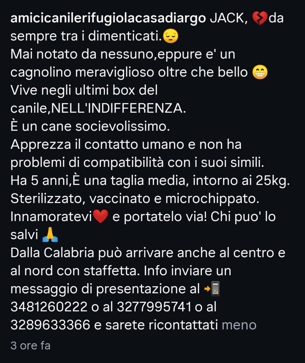 MonicaOrsini8's tweet photo. Jack 5 anni di vita tutti buttati in canile eppure è bello e dolcissimo, si aggrappa alle volontarie, vuole essere portato via da lì. Salviamolo, non facciamolo morire in box 🙏🏻🆘 3289633366 #Calabria #AdoptDontShop #SosCani  #adottauncanedalcanile #canicercacasa #adozionecani https://t.co/Cr65Gikcse