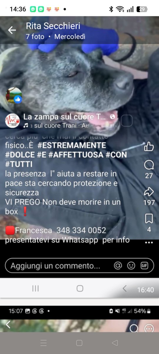 Emilystellaemi2's tweet photo. VI PREGO NON DEVE MORIRE NEL BOX. 🙏❤️
FRANCESCA 348 334 0052
♥️♥️♥️🙏🙏 https://t.co/CVleZKC03Z