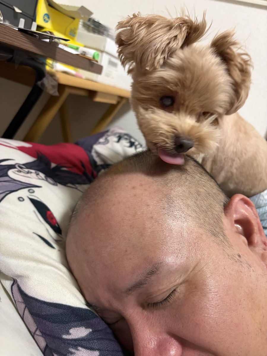 SurviveVision's tweet photo. 人が寝てる間にこんな事になってました
さすがに起きましたが、、、
まるくん美味しいの、、、？www
#愛犬
#マルプー https://t.co/zFYrF5R87g