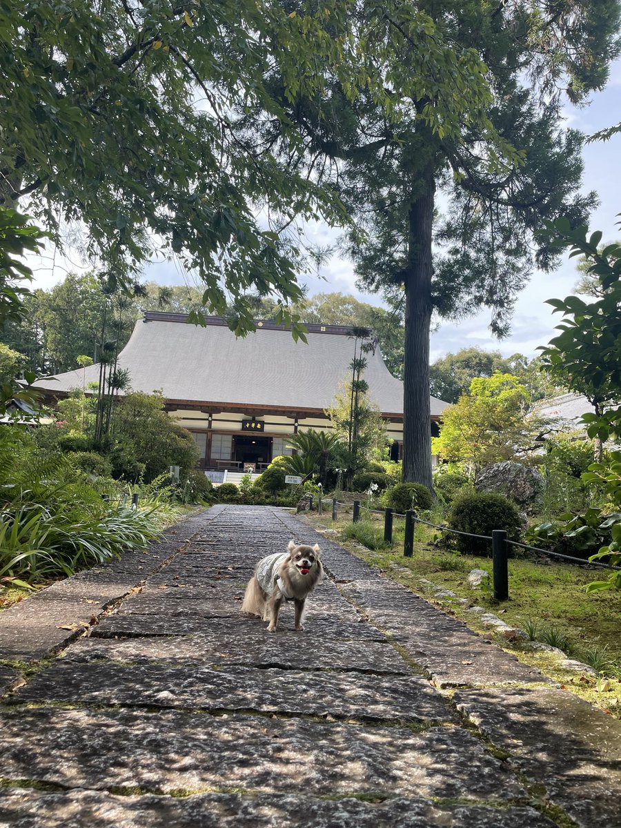 Aobyebye1's tweet photo. 井伊谷の #龍潭寺
井伊氏の元祖・共保公の墓所、井伊直政の出生地の石碑がありました。 夏休みの思い出です☀️ https://t.co/6r5WJLm9Se